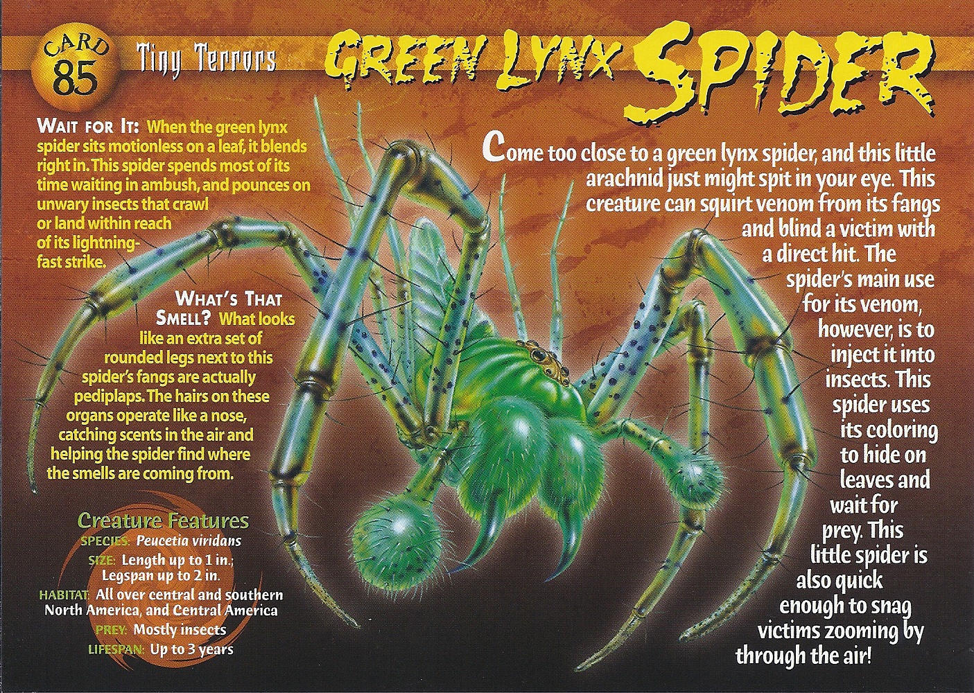 Green Lynx Spider | Weird n' Wild Creatures Wiki | Fandom