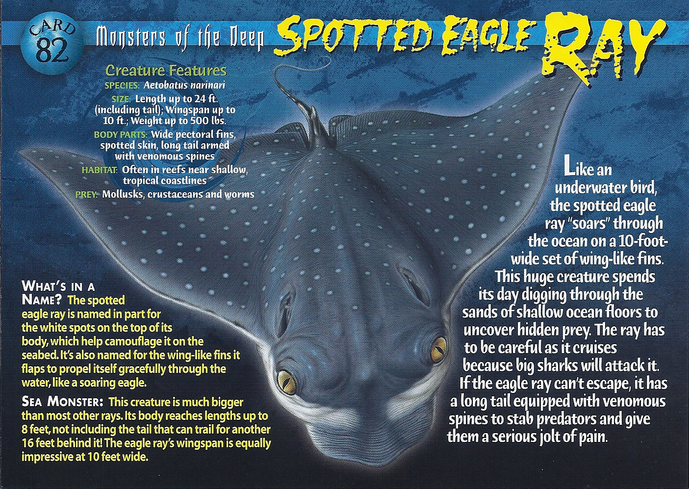 Spotted Eagle Ray | Weird n' Wild Creatures Wiki | Fandom