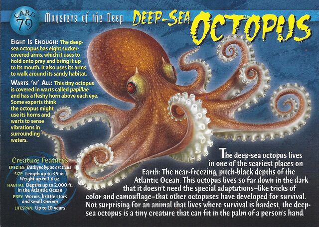 File:Deep-Sea Octopus front.jpg