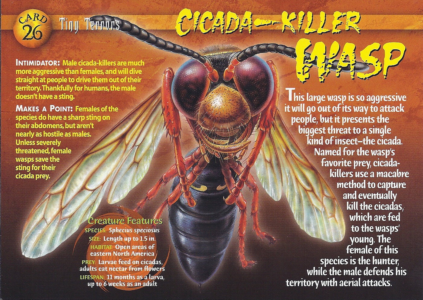 cicada killer wasp