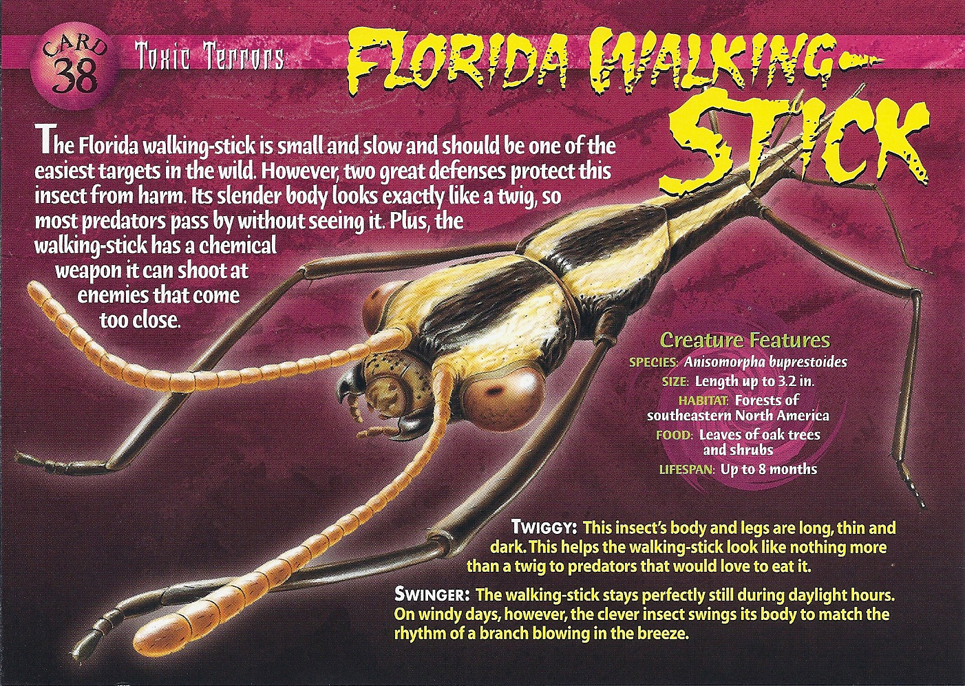 Florida Walking-Stick | Weird n' Wild Creatures Wiki | Fandom
