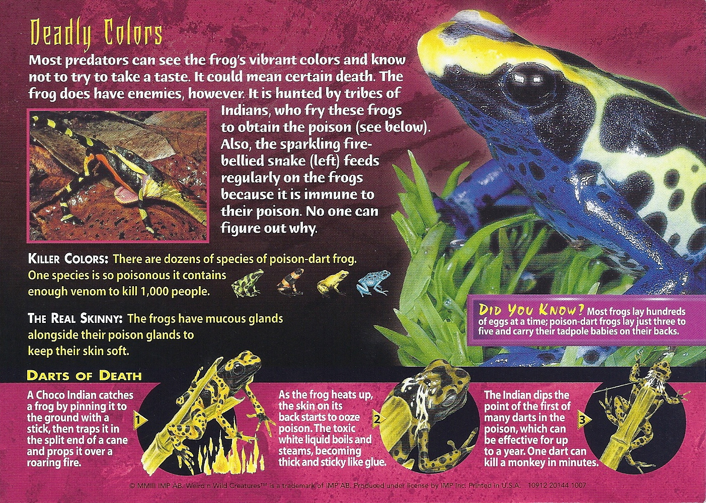 Image - Poison-Dart Frogs back.jpg | Wierd N'wild Creatures Wiki