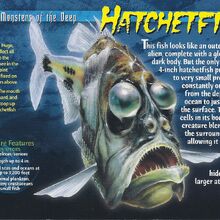 Hatchetfish Weird N Wild Creatures Wiki Fandom