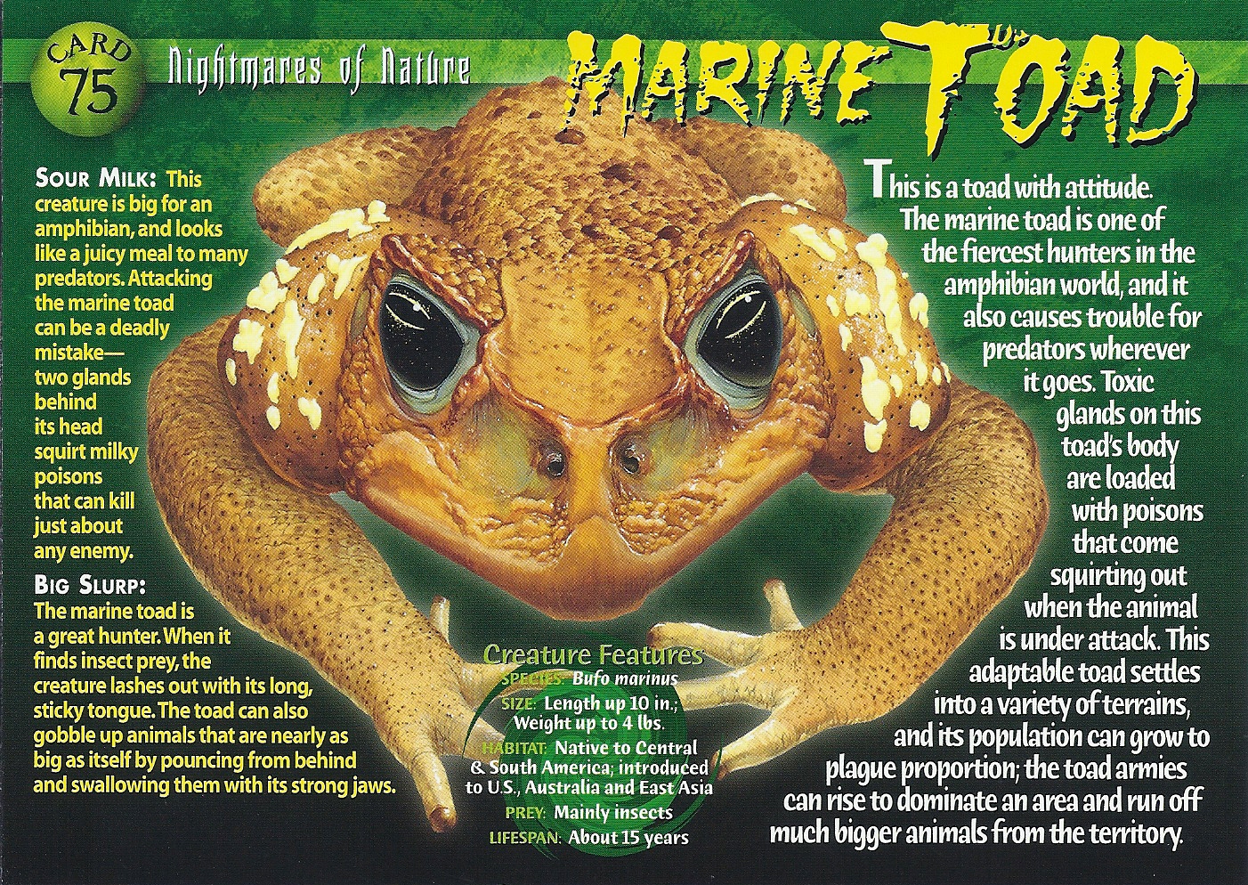 Weird And Wild Creatures