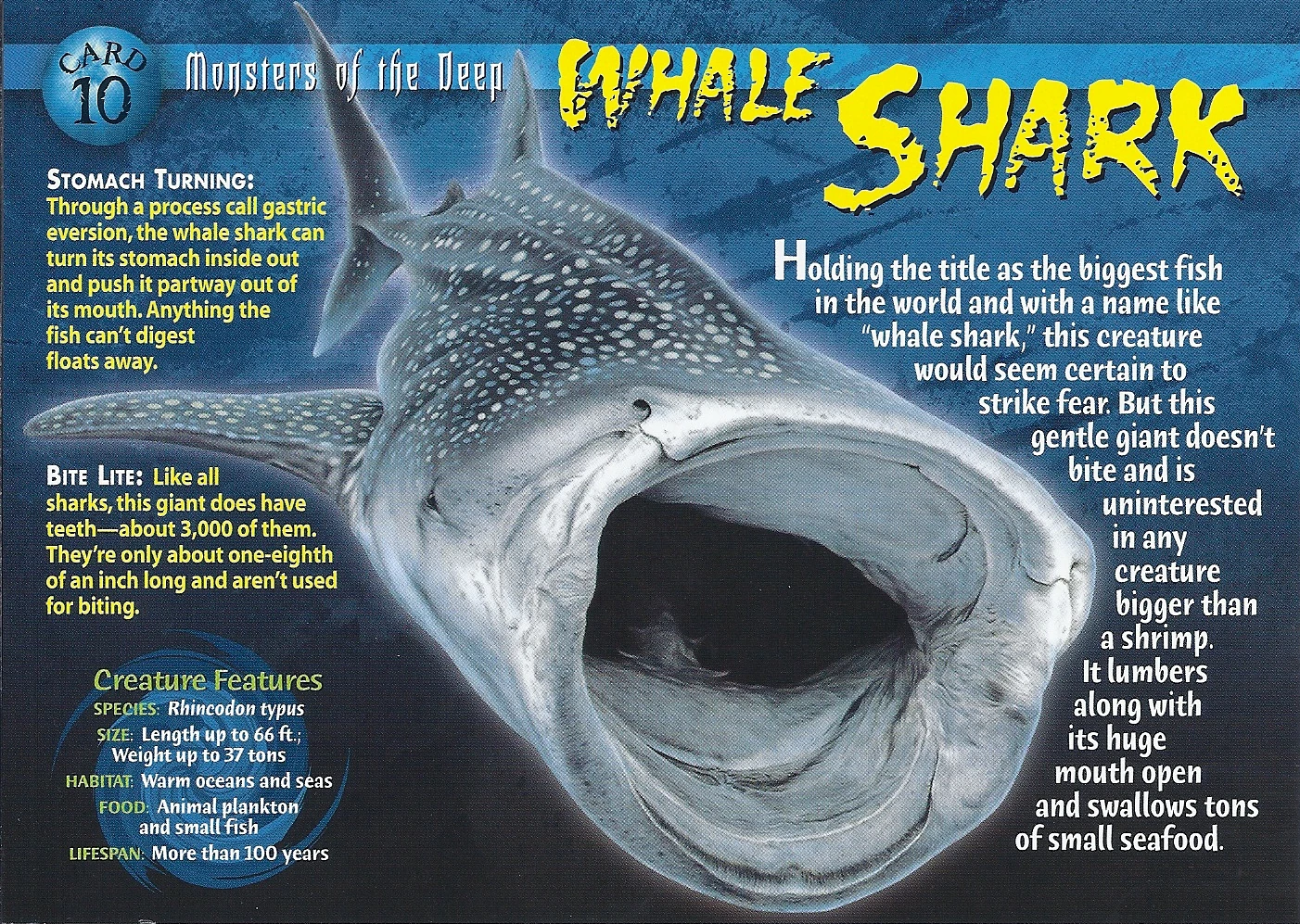 Whale Shark Weird n' Wild Creatures Wiki FANDOM powered by Wikia
