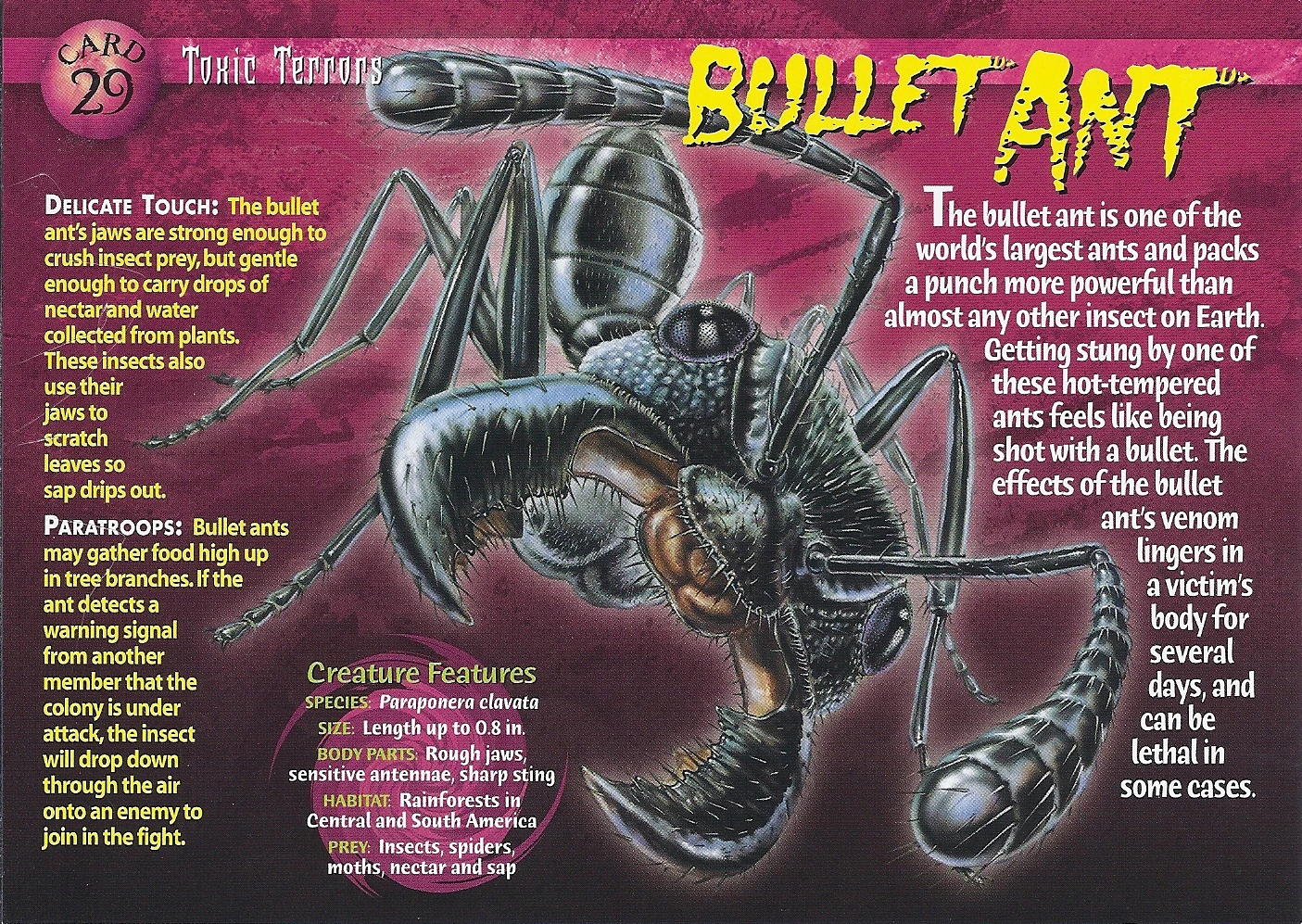 Bullet Ant | Weird n' Wild Creatures Wiki | Fandom