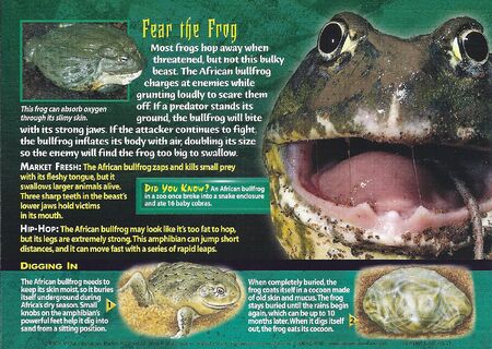 African Bullfrog | Weird n' Wild Creatures Wiki | FANDOM
