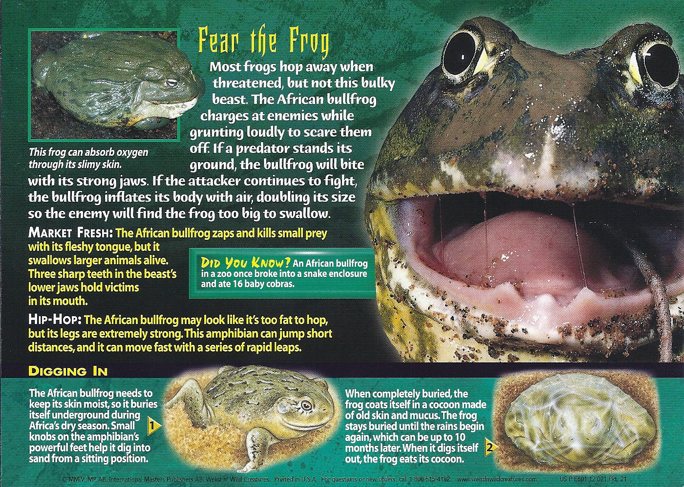 Image - African Bullfrog back.jpg | Wierd N'wild Creatures