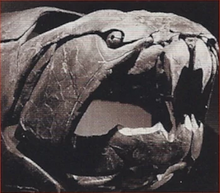 Dunkleosteus Back Image