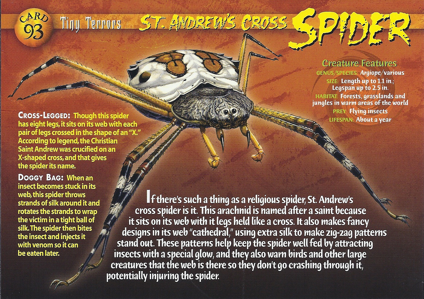 A spider has got eight. Паук Saint. Weird n Wild creatures Kappa. Saint Andrew Spider. Saint Andrew Cross Spider.