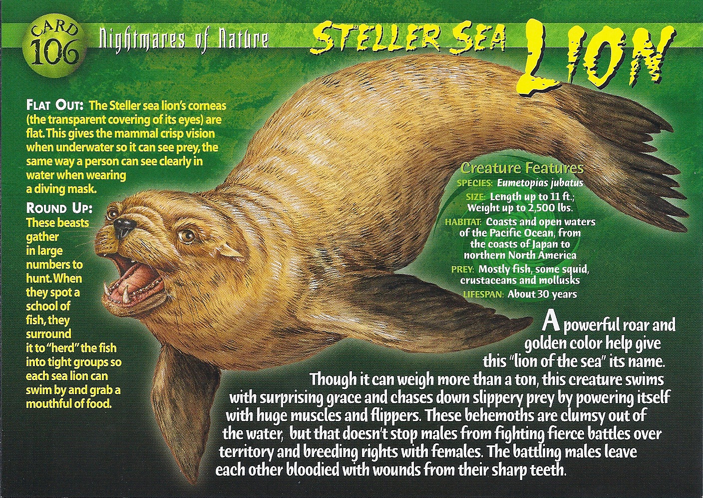 steller-sea-lion-weird-n-wild-creatures-wiki-fandom