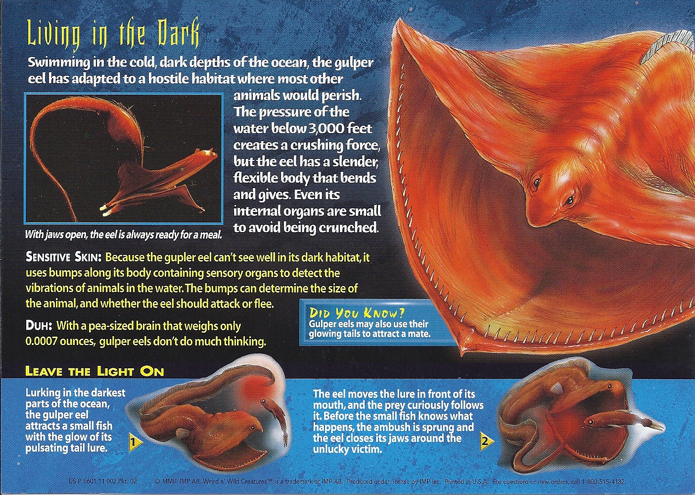 Image - Gulper Eels back.jpg | Weird n' Wild Creatures Wiki | FANDOM
