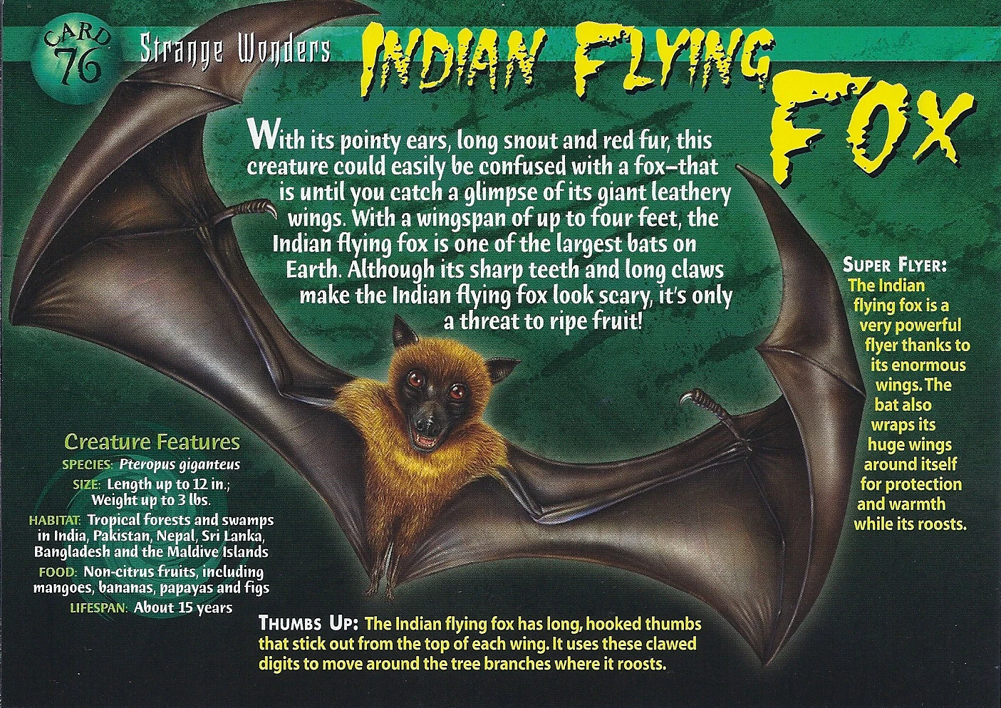 Indian Flying Fox | Weird n' Wild Creatures Wiki | Fandom