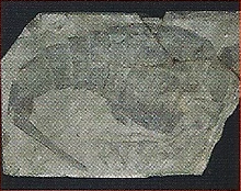 Eurypterids Back Image