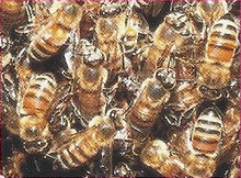 Killer Bee Back Image