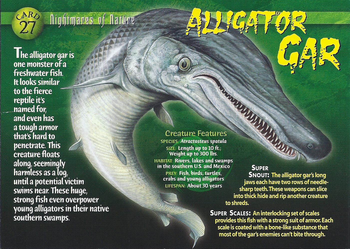black alligator gar black alligator gar