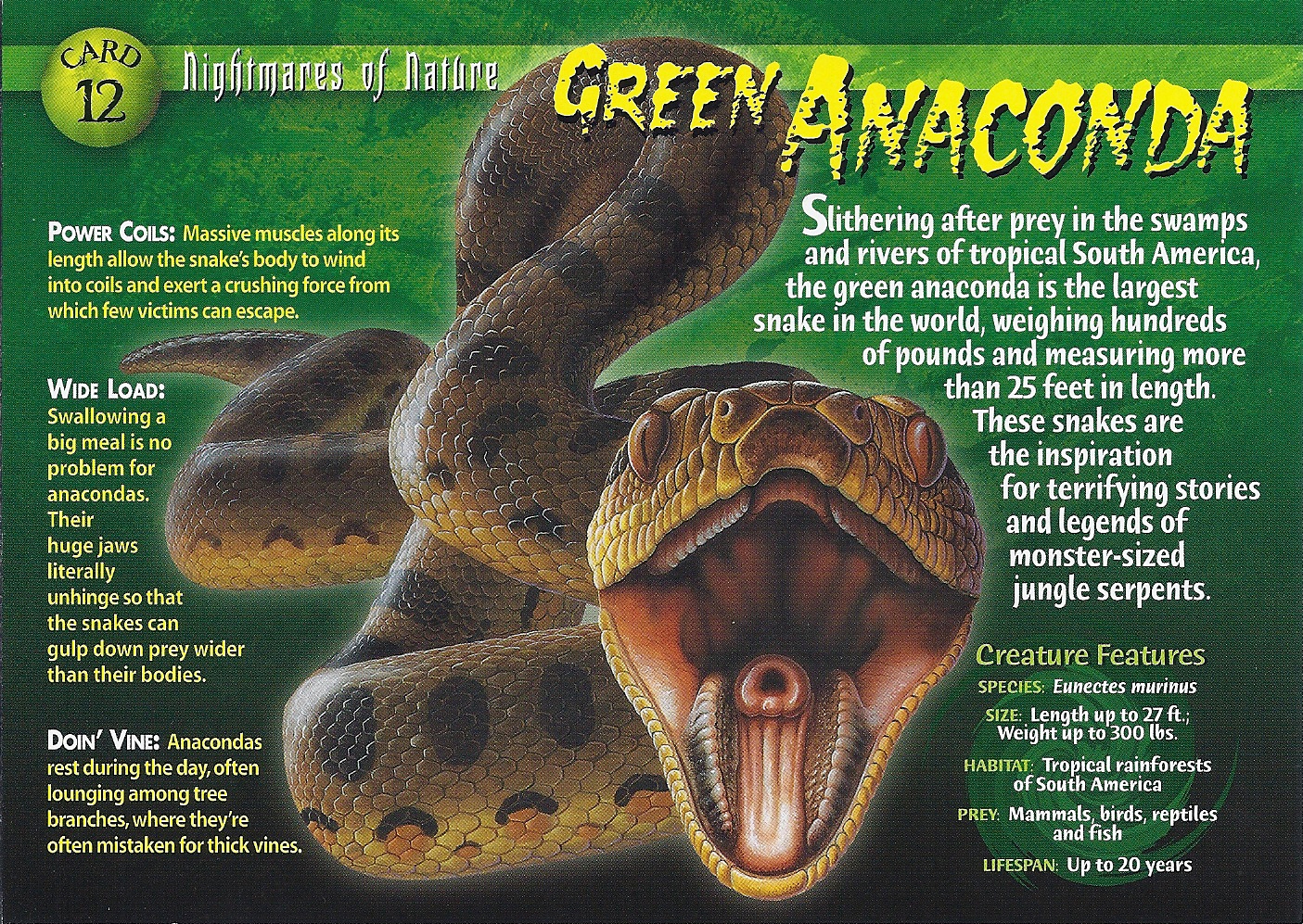 full grown green anaconda