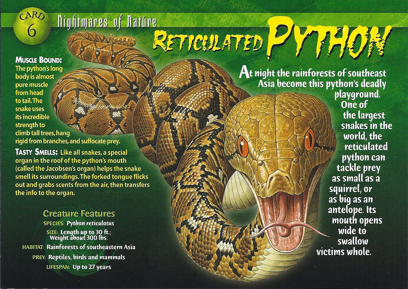 Special python. Long long в питоне. Wild питон. Weird n Wild creatures питон. Reticulated Python.