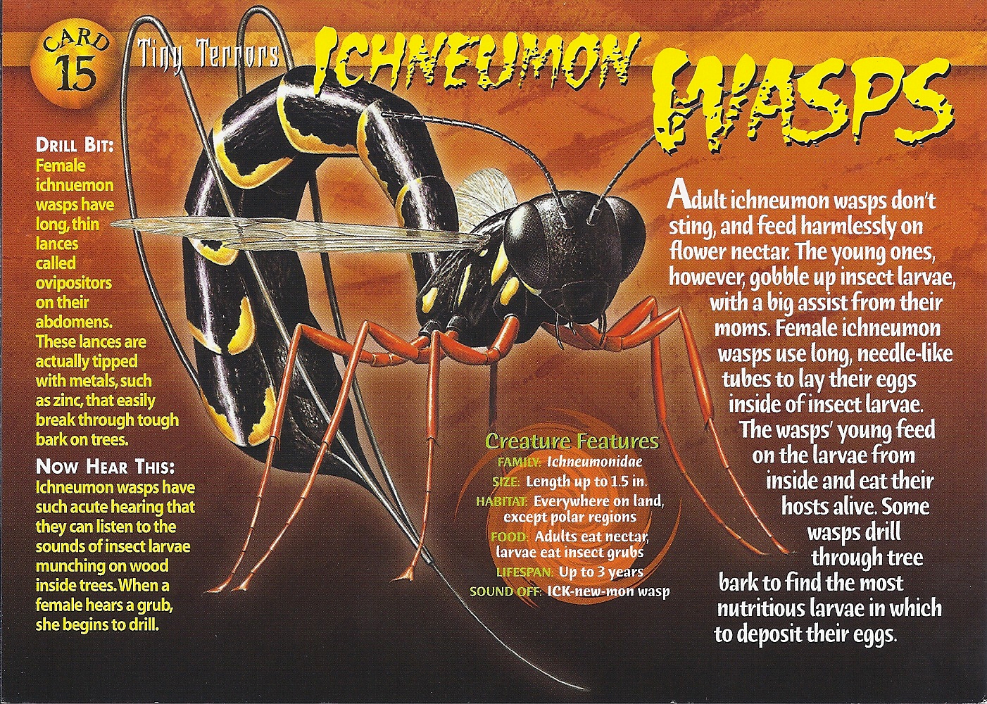 ichneumon wasps