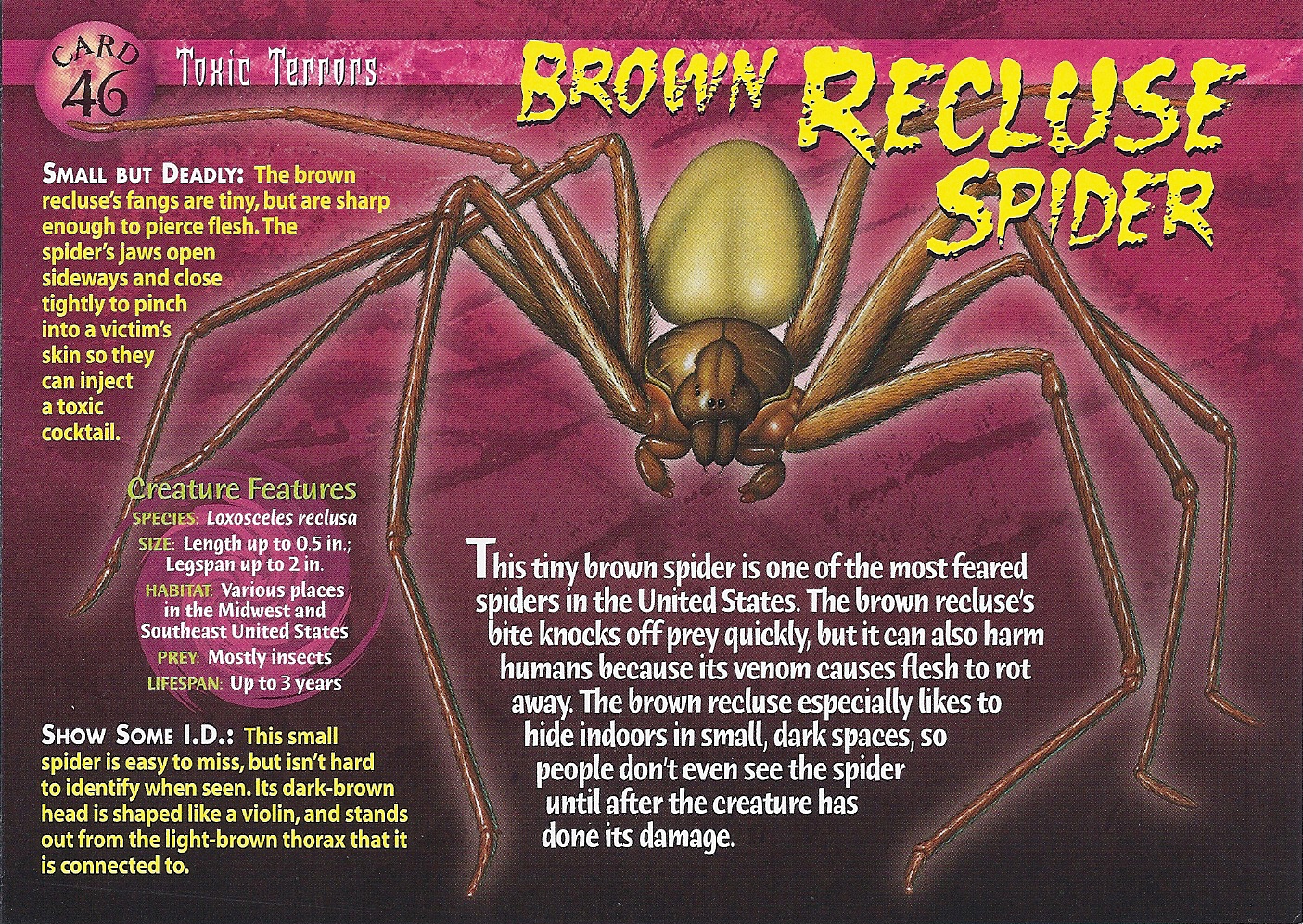 Brown Recluse Spider | Weird n' Wild Creatures Wiki | Fandom