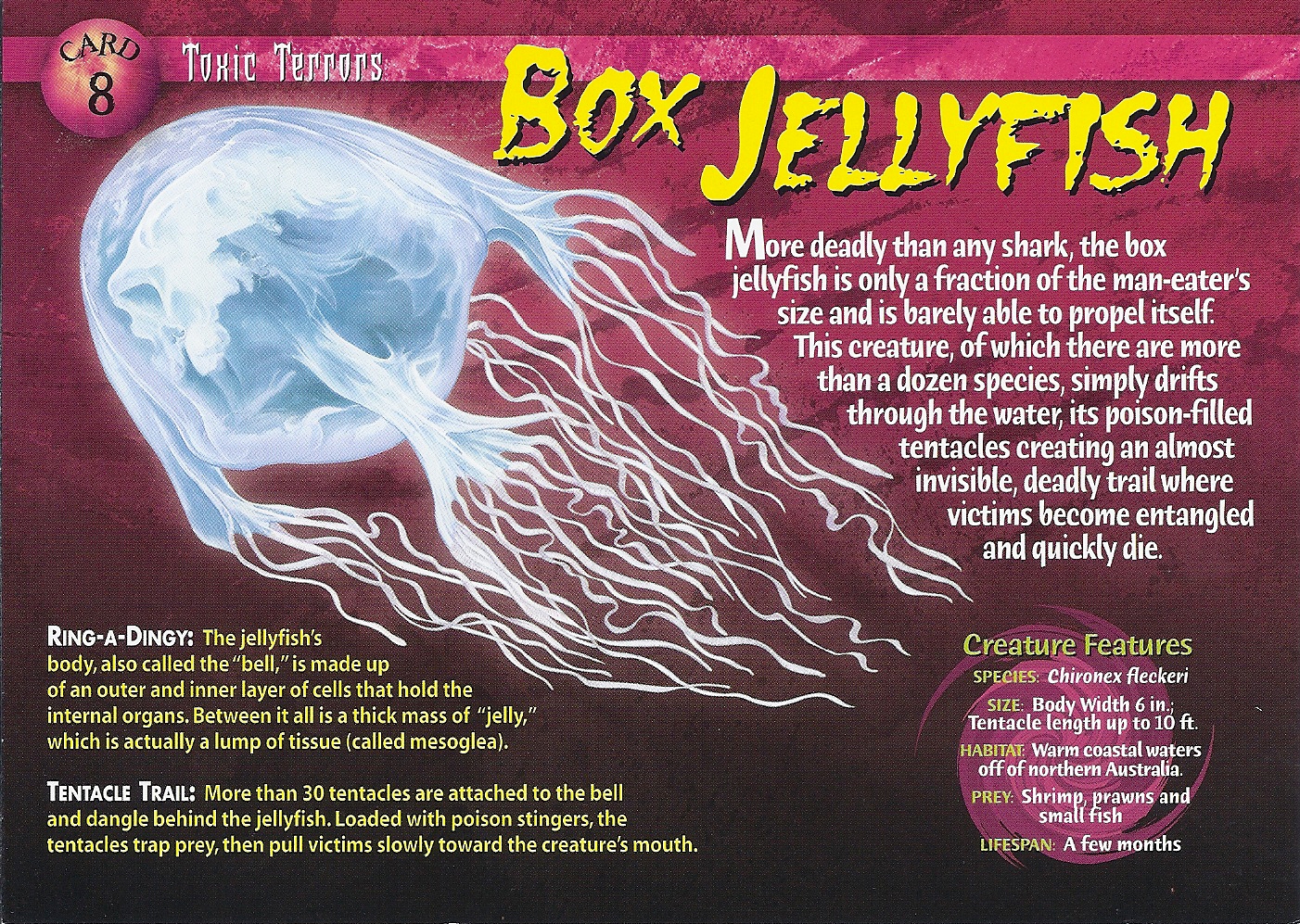 a box jellyfish