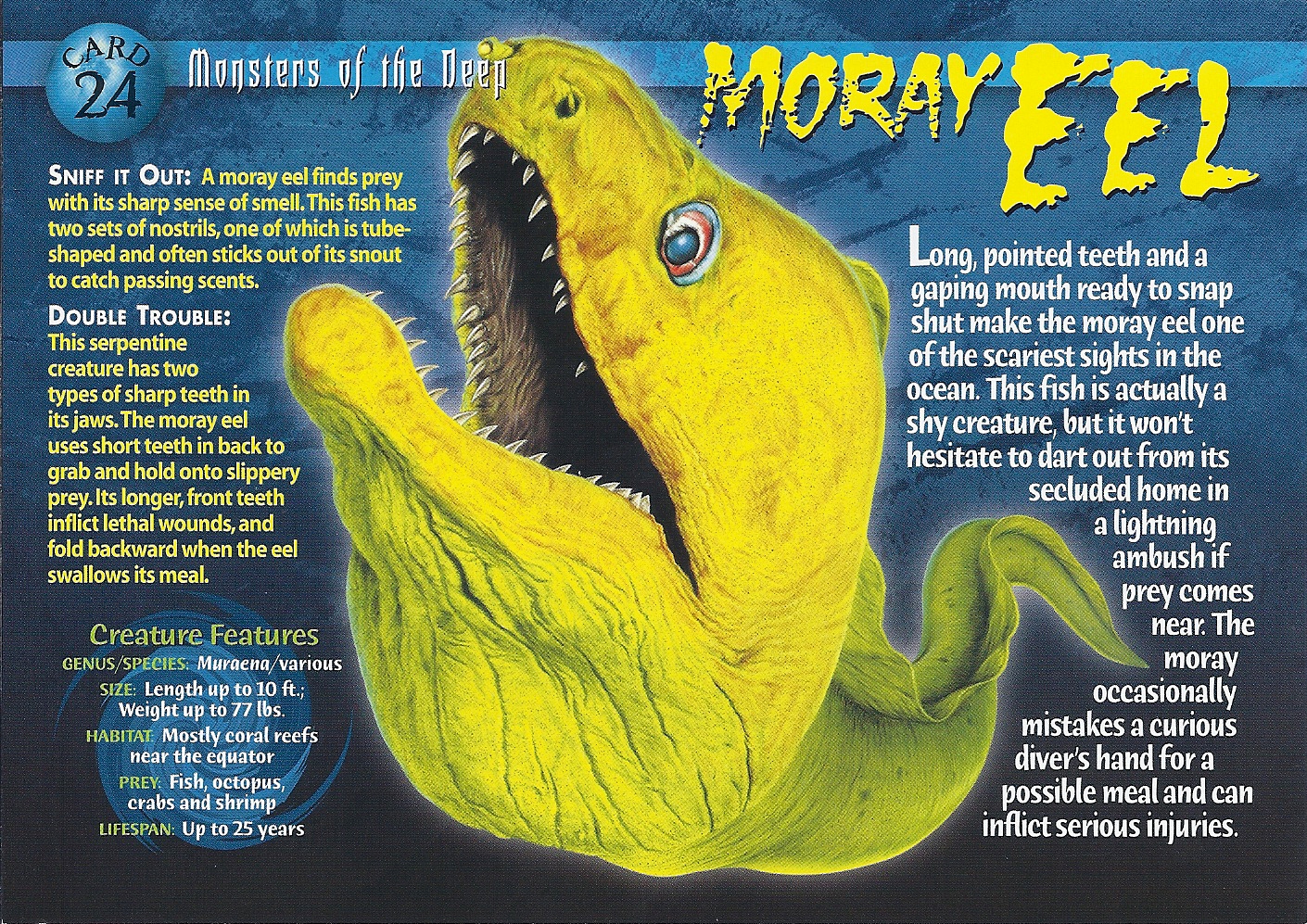 moray eel weird n