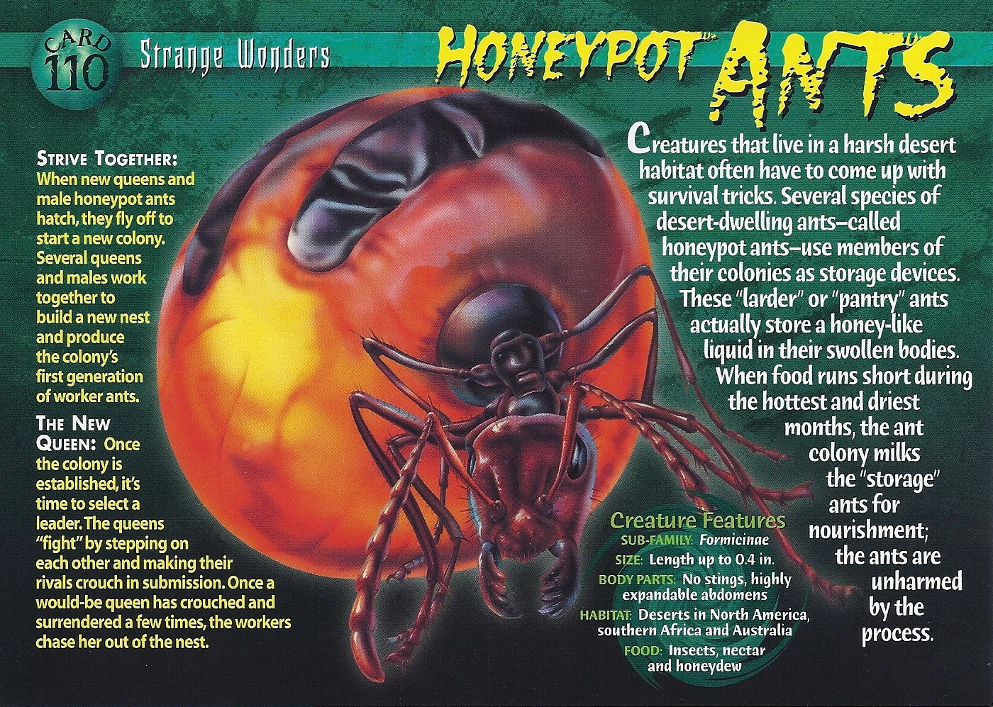 Honeypot Ants Weird n' Wild Creatures Wiki FANDOM powered by Wikia