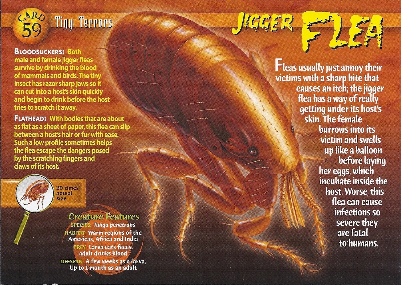 Jigger Flea Wierd N'wild Creatures Wiki FANDOM powered by Wikia
