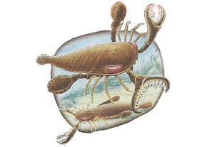 Eurypterids Back Small