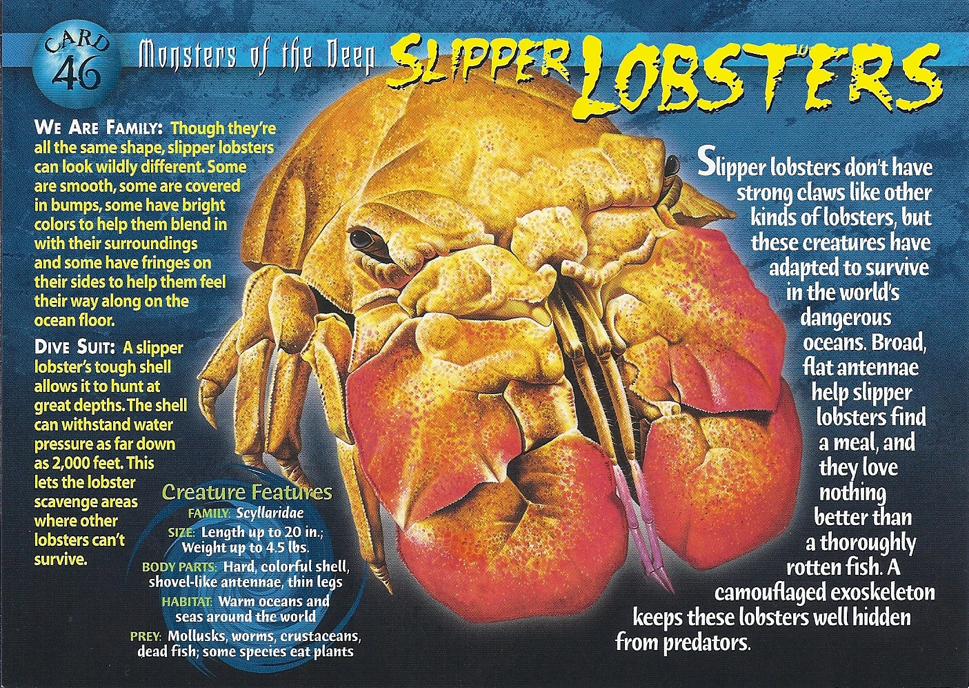 Slipper Lobsters Weird n' Wild Creatures Wiki Fandom