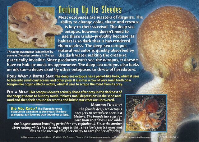 File:Deep-Sea Octopus back.jpg