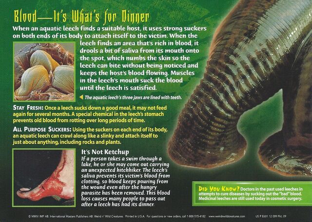 File:Aquatic Leech back.jpg