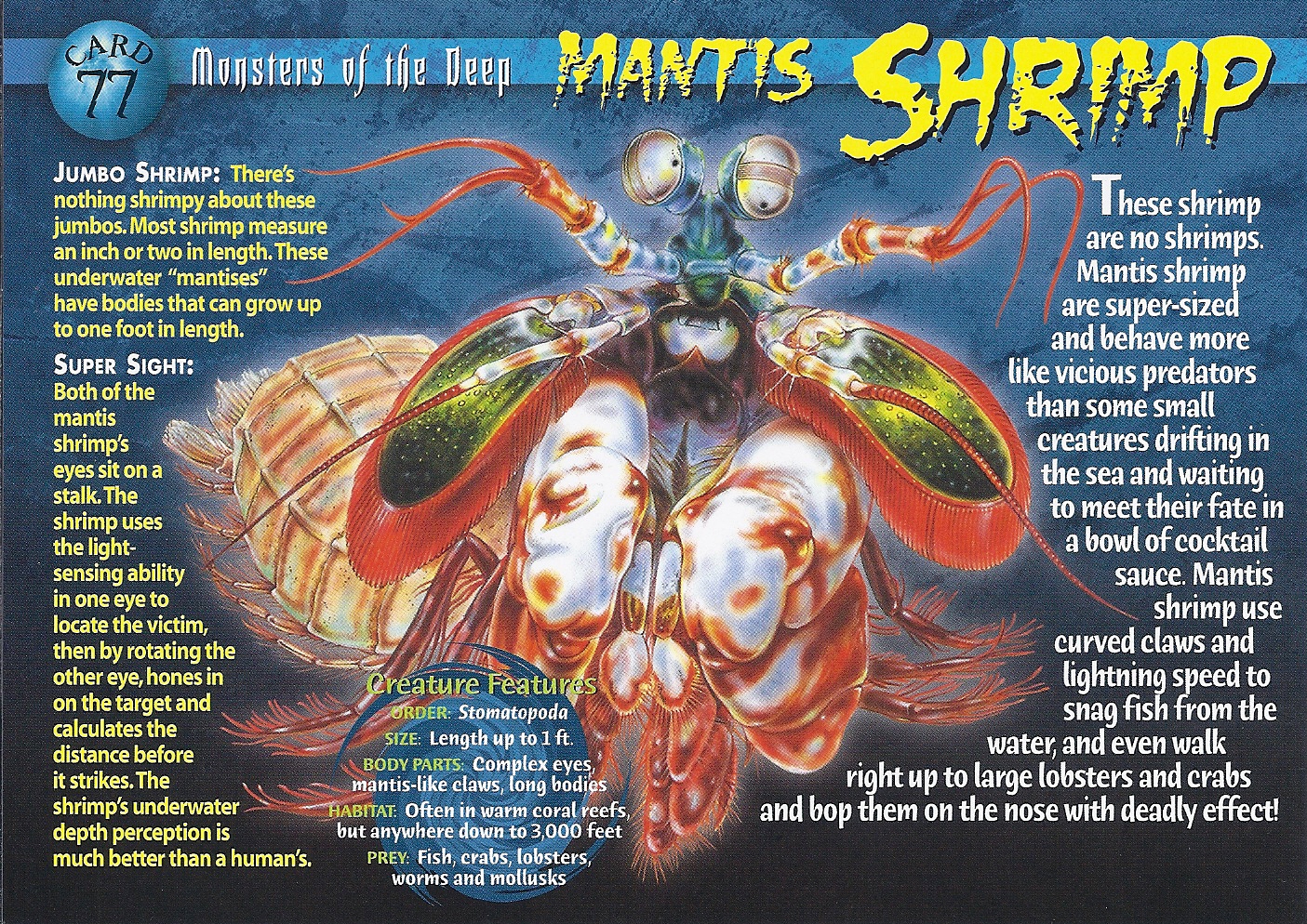 mantis shrimp weird n
