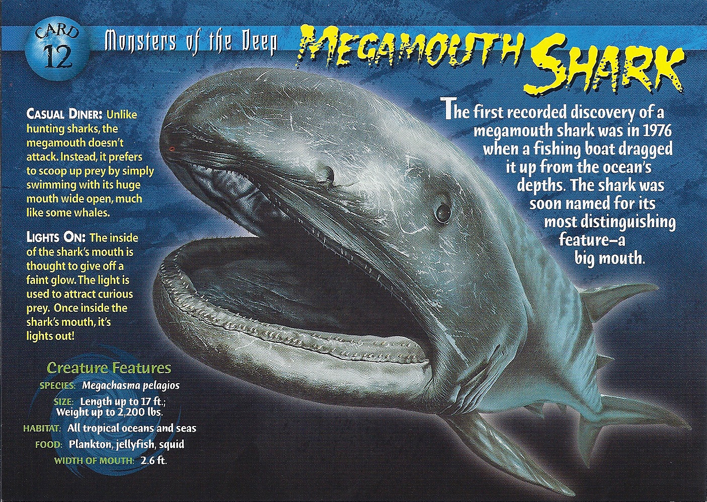 megamouth shark weird n