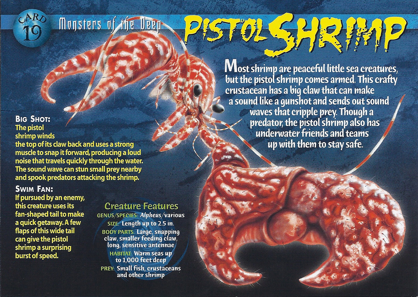 pistol-shrimp-weird-n-wild-creatures-wiki-fandom-powered-by-wikia