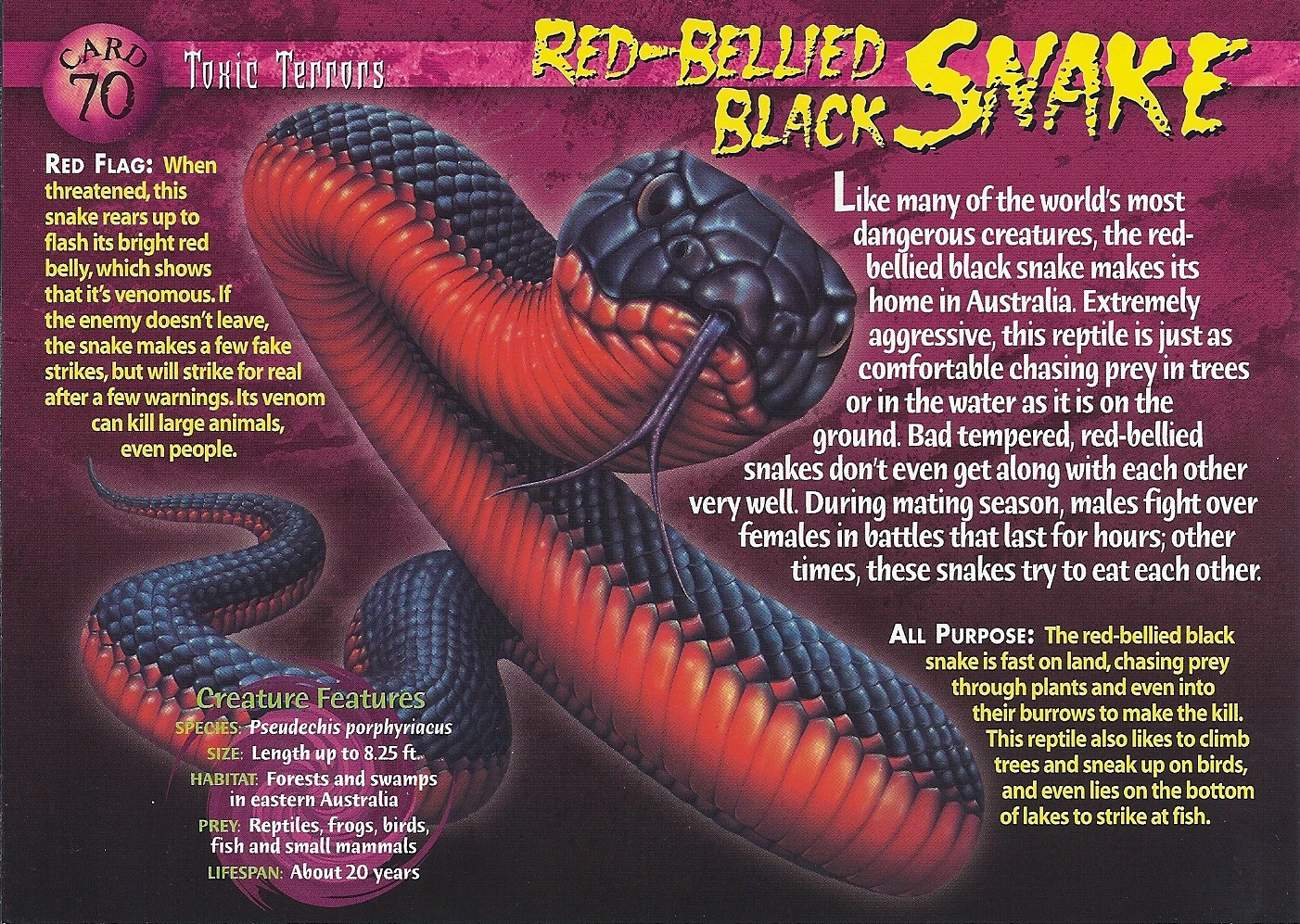 Image - Red-Bellied Black Snake front.jpg | Weird n' Wild Creatures