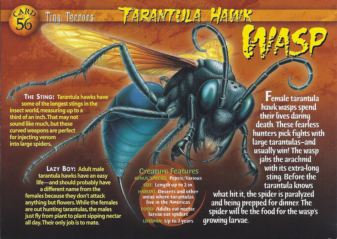 tarantula hawk wasp wierd nwild creatures wiki fandom powered tarantula hawk size