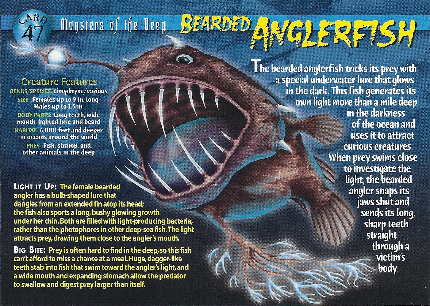 Bearded Anglerfish | Weird n' Wild Creatures Wiki | FANDOM ... devil ray diagrams 