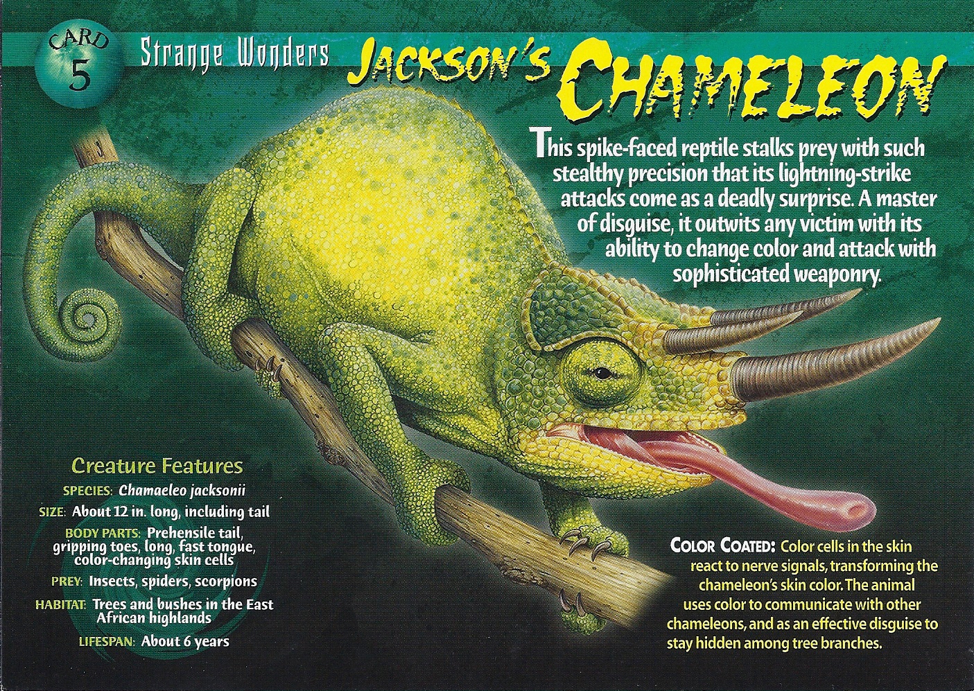 Jackson's Chameleon | Weird n' Wild Creatures Wiki | FANDOM powered by