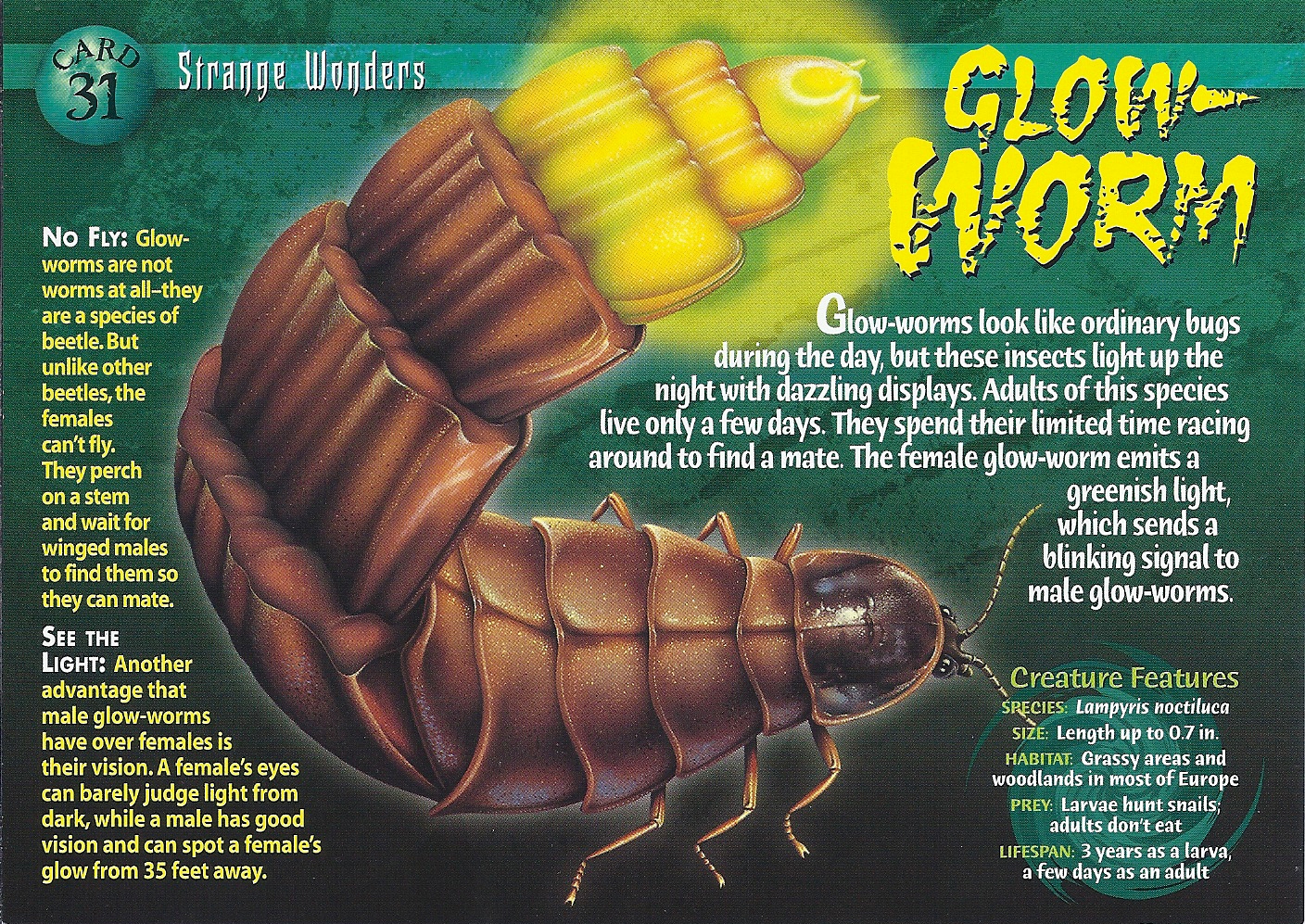 glow worm teddy