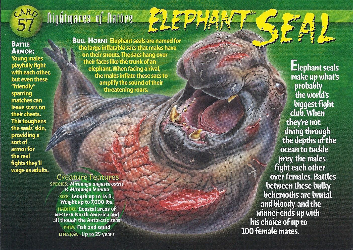 Elephant Seal | Weird n' Wild Creatures Wiki | Fandom