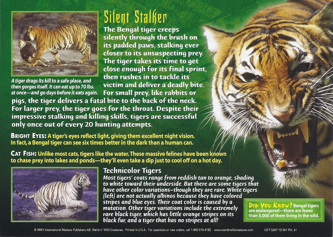 Image - Bengal Tiger back.jpg | Weird n' Wild Creatures Wiki | FANDOM