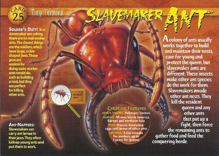 Salve Maker Compounds