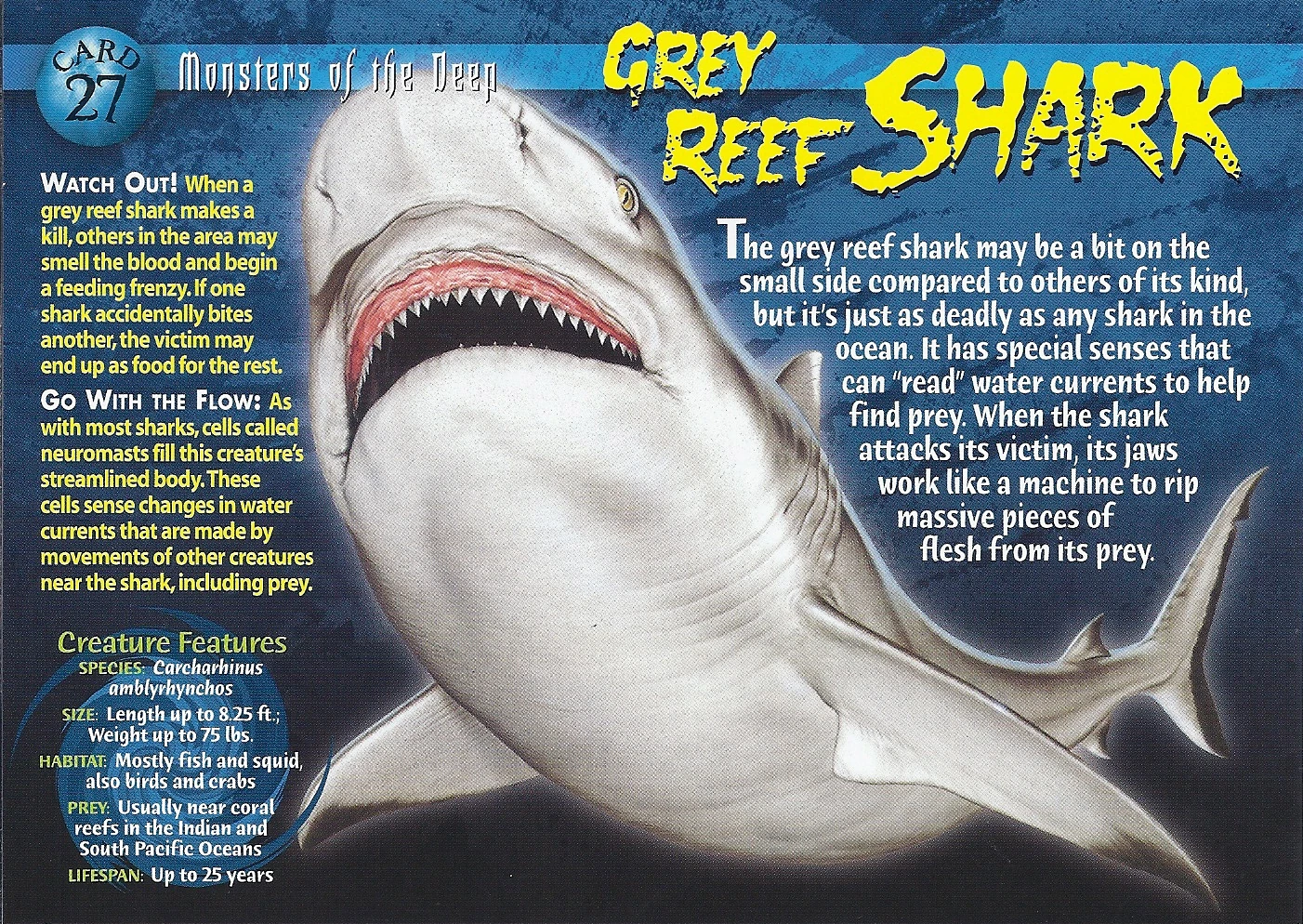 Image - Grey Reef Shark front.jpg | Wierd N'wild Creatures Wiki