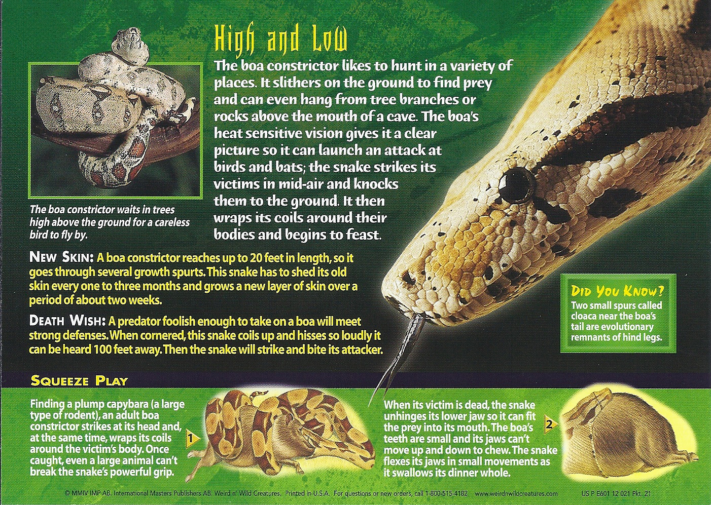 boa constrictor eating