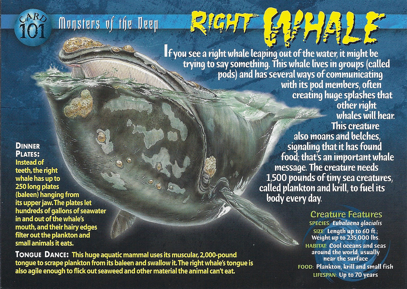 Right Whale | Weird n' Wild Creatures Wiki | FANDOM powered by Wikia