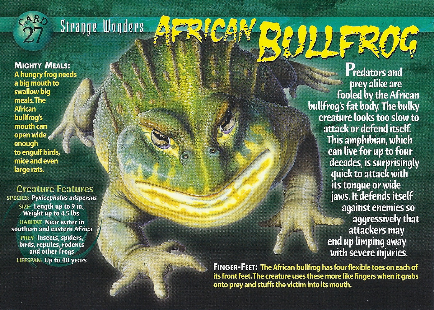 Image - African Bullfrog front.jpg | Weird n' Wild  