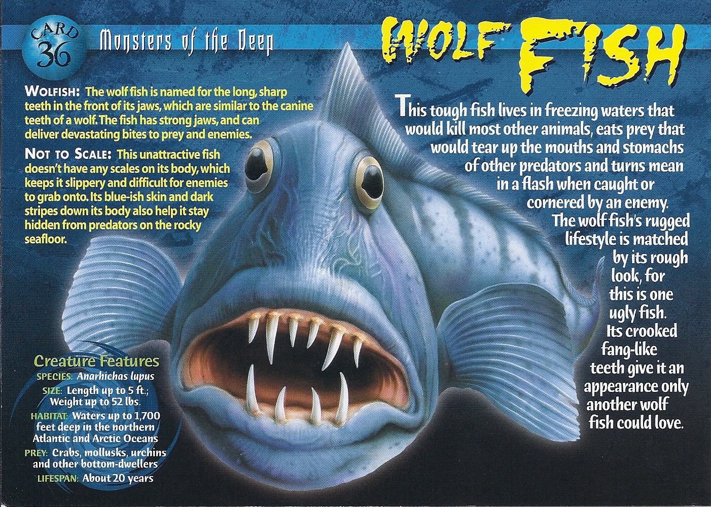 sea wolf fish