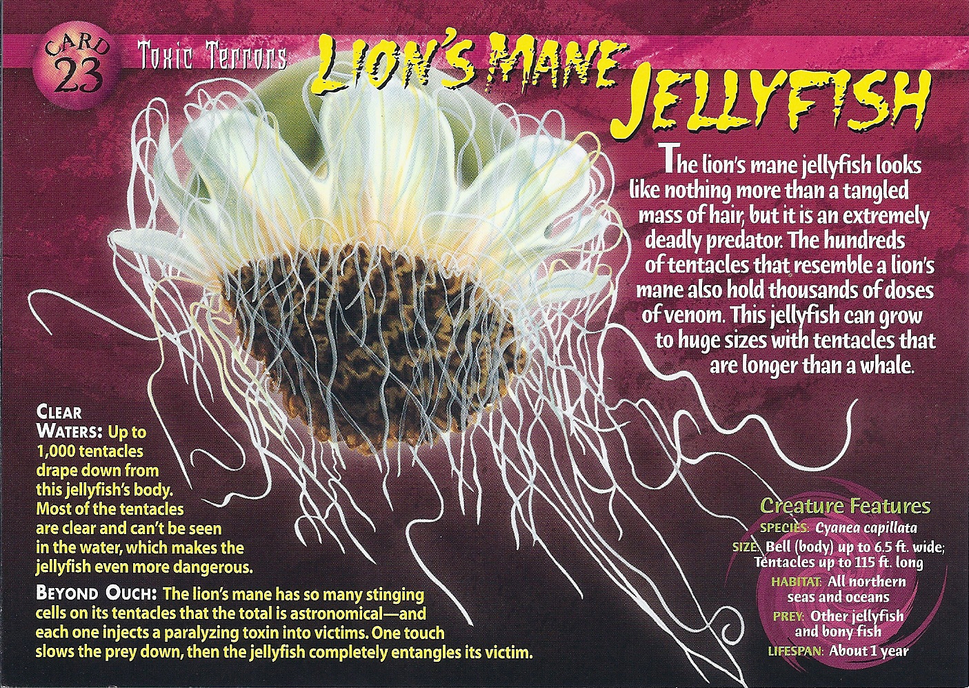 lions mane jellyfish wierd nwild creatures wiki fandom powered lion s mane jellyfish size