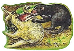 Tasmanian Devil Back Small 1